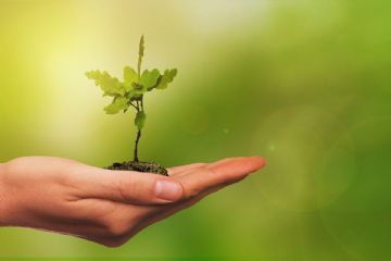 Piani di gestione forestale, dalla Regione un bando che stanzia 120mila euro per il triennio 2022-2024