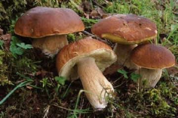 Divieto di raccolta dei funghi epigei spontanei nei castagneti da frutto coltivati anno 2025
